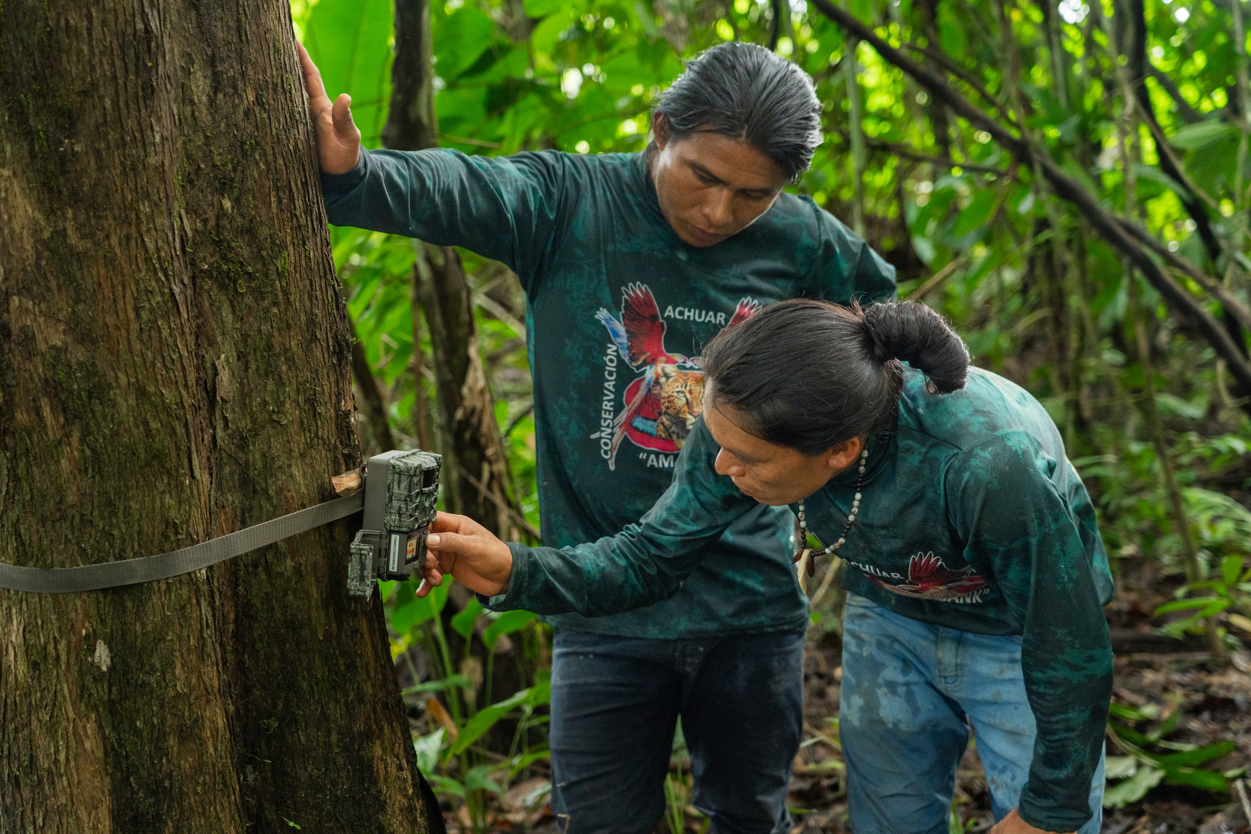 Biocultural Jaguar Strategy