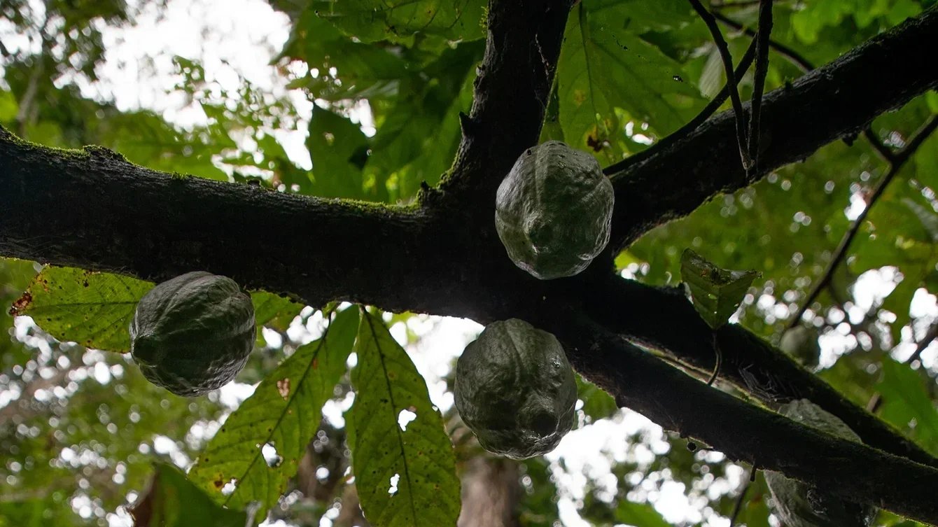 Mazô Maná — Amazon Rainforest Food