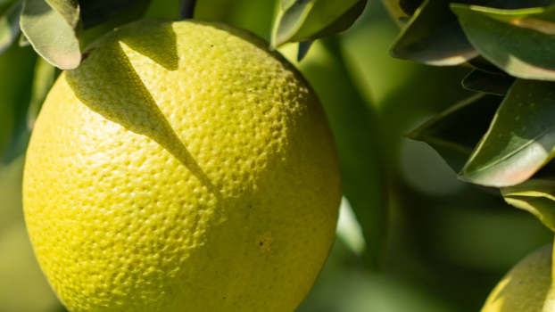 Imaflora | Origens Brasil